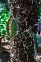 Orchid plants grow attached to trees