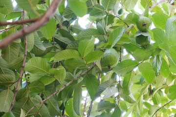 Guava fruit on the tree in the garden with green leaves background