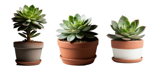 Fototapeta premium set of succulent plant in a pot isolated on transparent background