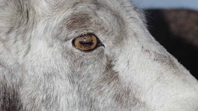 Face Of Female Thinhorn Sheep. Ovis Dalli In Yukon, Canada. closeup shot