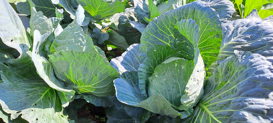 cabbage grows in the farmer field. white head cabbages