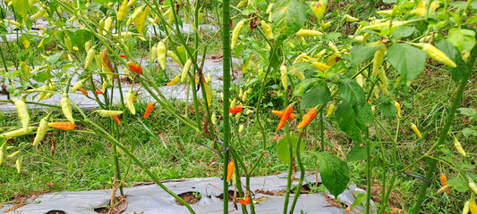 chilli pepper plants in growth at vegetable garden	