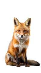 Fototapeta premium Fox isolated on transparent background