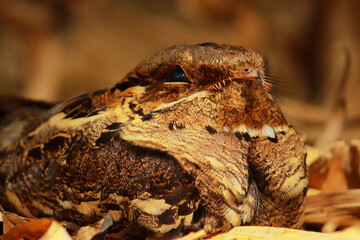 close up view of nocturnal bird long-tailed nightjar (caprimulgus climacurus) sitting on forest floor, camouflage with dry leaves