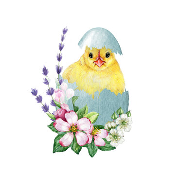 Cute chick in cracked egg shell with flower decor. Watercolor painted illustration. Hand drawn small chicken hatched from the egg with spring garden flowers. Easter decor element. White background