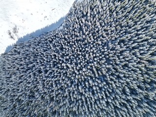 Arbres vus du ciel et neige