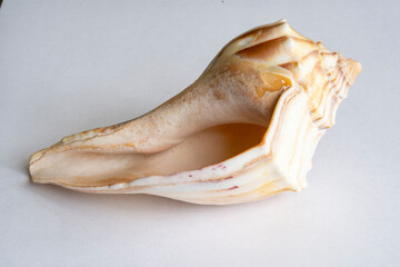 shell on a white background