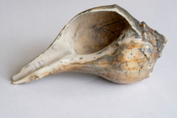 shell on a white background