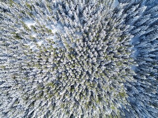 Survol de forêt de sapins et neige