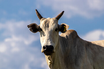 Obraz na płótnie Canvas Zebu Nellore cow in the pasture area of a beef cattle farm in Brazil