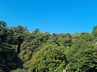 
Blue sky and dense forest.