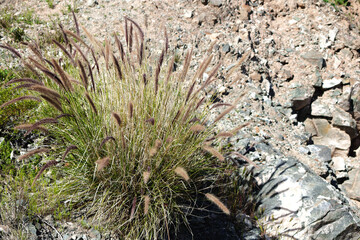 Clump of Fountain grass growing in Arizona xeriscaped road sides