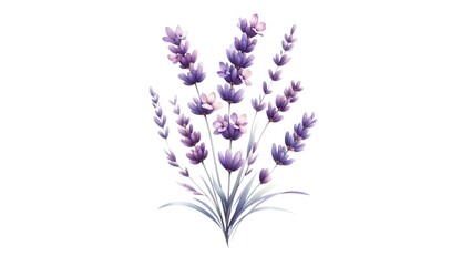 Fototapeta premium lavender flowers isolated on white background