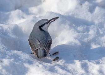 Common nuthatch (Sitta europaea) pecking at seeds in winter