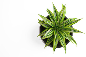 top view of an indoor potted plant on transparency background PNG
