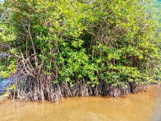 mangrove plant 