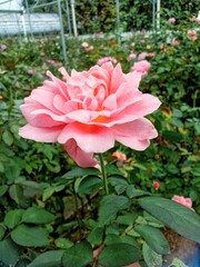 beautiful rose flower at rose garden