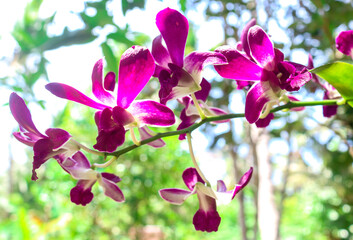 Close-up view of the Dendrobium taurinum orchid collection, part of the Asparagales. which blooms...