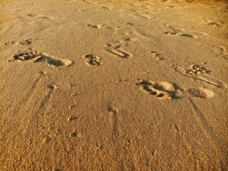 foot step at the beach sand