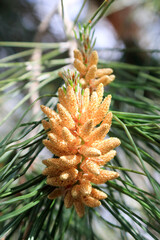 Baby pinecone Sprout with green needles around on a fir tree branch in early Spring; closeup