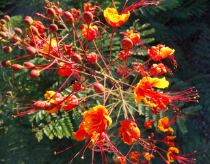 Close up of Red Bird of Paradise (Caesalpinia pulcherrima) raceme with buds and open flowers