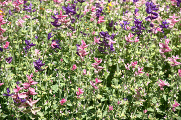 Sunny summer day. A fragment of the blossoming salvia with small pink and violet flowers.