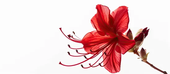Keuken spatwand met foto A detailed view of a vibrant red Azalea flower blooming on its green stem against a clean white background. The delicate petals create a striking contrast to the green leaves, showcasing the beauty of © 2rogan