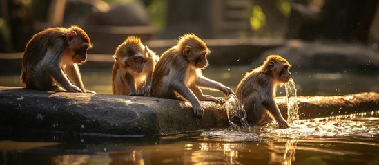 Gordijnen Portrait of a group of Javanese monkeys drinking water in a river to stave off hunger © Sarina