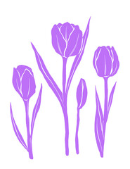Tulip floral illustration