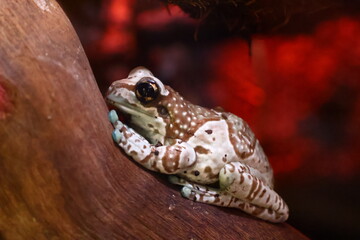 木にとまるジュウジメドクアマガエル