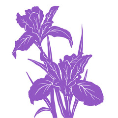 Iris floral illustration