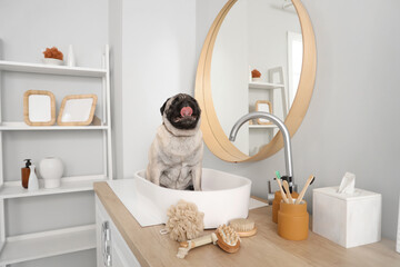 Cute pug dog in sink at home