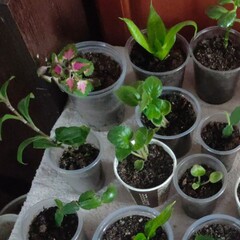 seedlings in pots