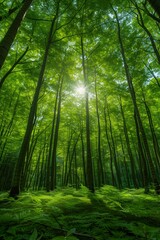 Fototapeta na wymiar **Bamboo Forest Serenity Photo 4K