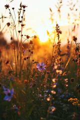 Fototapeta premium The landscape of wildflower blooms in a field, grassy meadow is blurred