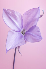 Purple daffodil flower soft elegant vertical background, card template