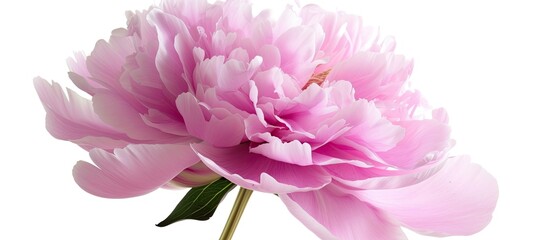 A pink peony flower is elegantly displayed in a vase against a pure white background, showcasing its vibrant color and delicate petals.
