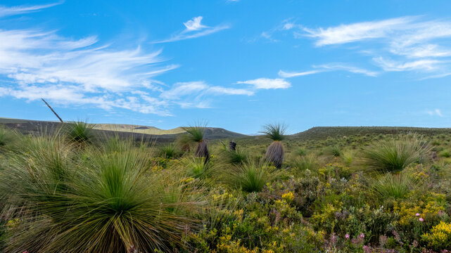 Western Australia, Lesueur National Park in late winter and spring the parks diverse flora comes out in flower.