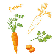 Carrot, orange carrots with green leaves vector on white background. Part of slice carrot and leave.Vegetable illustration, ,root vegetable, beta-carotene, vitamin A, vitamin K, and vitamin B6 food.
