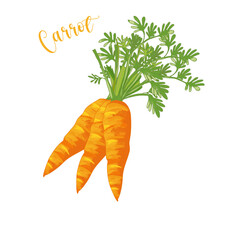 Carrot, three orange carrots with green leaves vector on white background. Vegetable illustration, uncooked food,root vegetable, beta-carotene, vitamin A, vitamin K, and vitamin B6 food. - obrazy, fototapety, plakaty