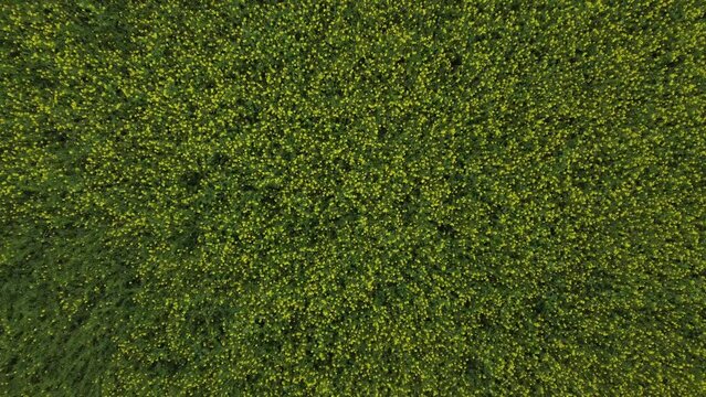 Drone shot of vast mastered oil field.