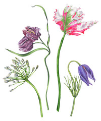 Watercolor set of violet anemon and grouse, pink tulip, white african lily. Spring flowers. Big bouquet. Hand drawn illustrations isolated on transparent.	