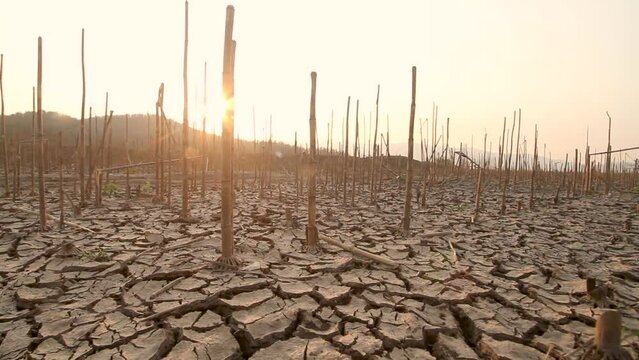 Impact of drought on farmland with dead crops and cracked earth, due to climate change.