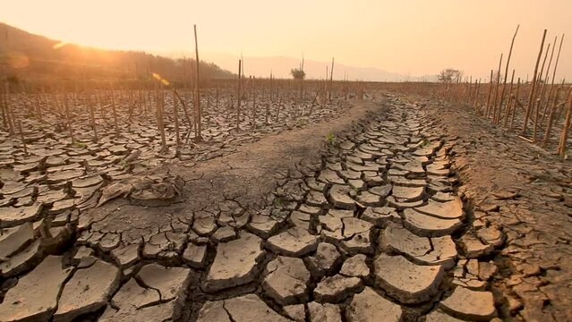 Drought's toll on farmland, featuring dead crops, parched soil, and a dry canal once vital for irrigation, due to climate change and water crisis