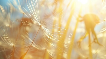 Naklejka premium Close-up: dandelion stamen suspended in air on a sunny day with an extreme depth of field.