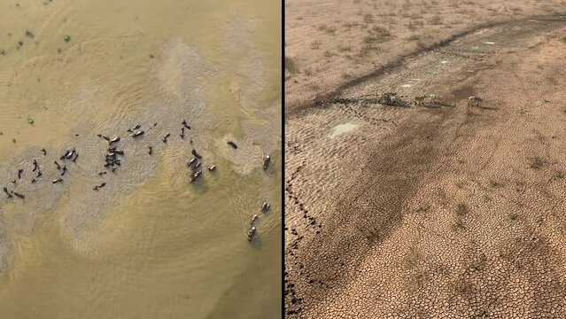 Comparison of cattle seeking water on dry, cracked land versus joyfully playing in water. Highlights the drastic effects of climate change on agriculture and animal wellbeing