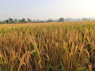 Rice or paddy plant.  Close-up of the rice ears. Paddy or Rice field in India.  Grain paddy field concept. close up of golden rice plant in harvesting time.
