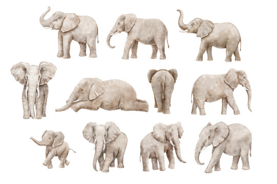 Watercolor realistic elephant isolated on white background. African animals set. Lying elephant