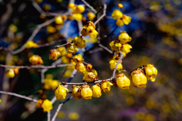 るるパークのロウバイ
