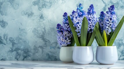 Vibrant purple and blue hyacinth flowers in white pots on a marble surface, with a textured blue background.